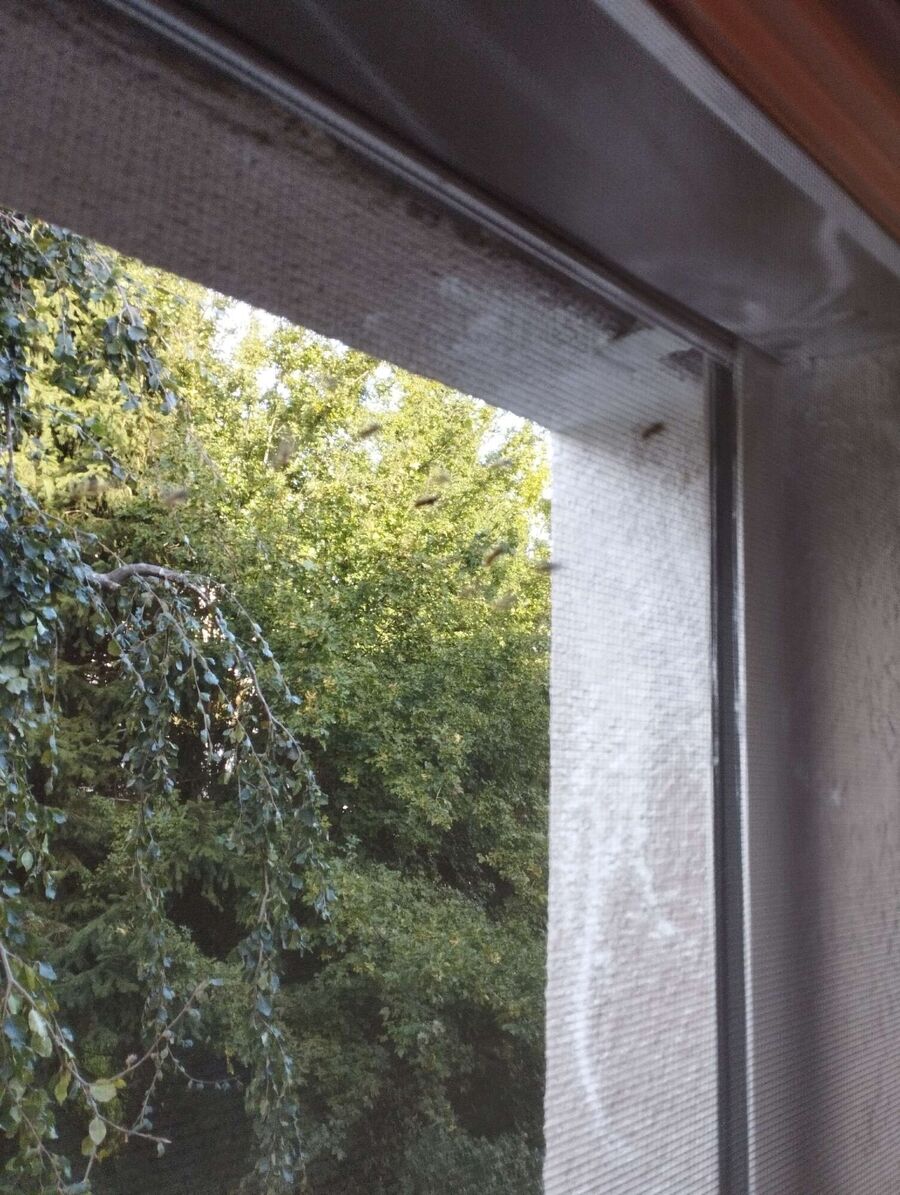 Bee nest at the house remove