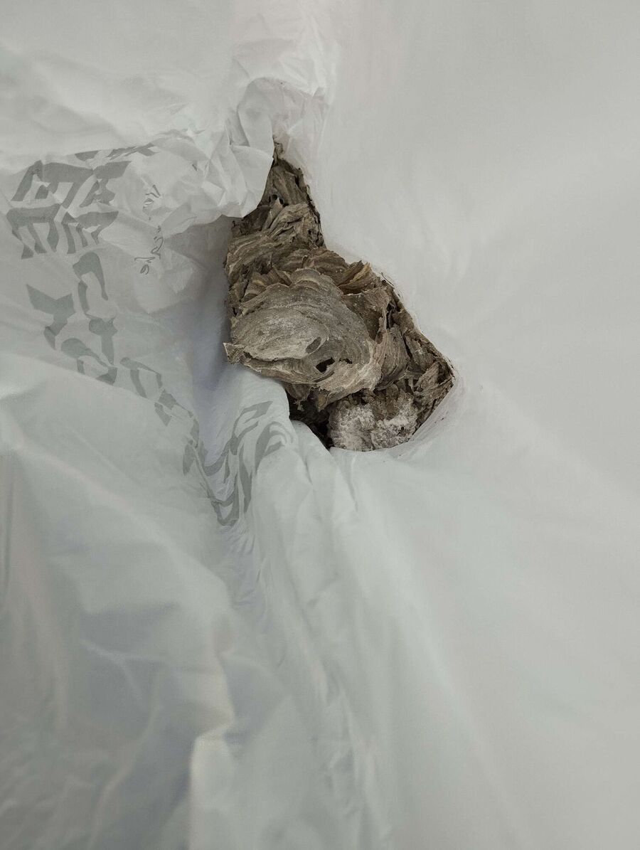 Relocate bees & remove bee nest