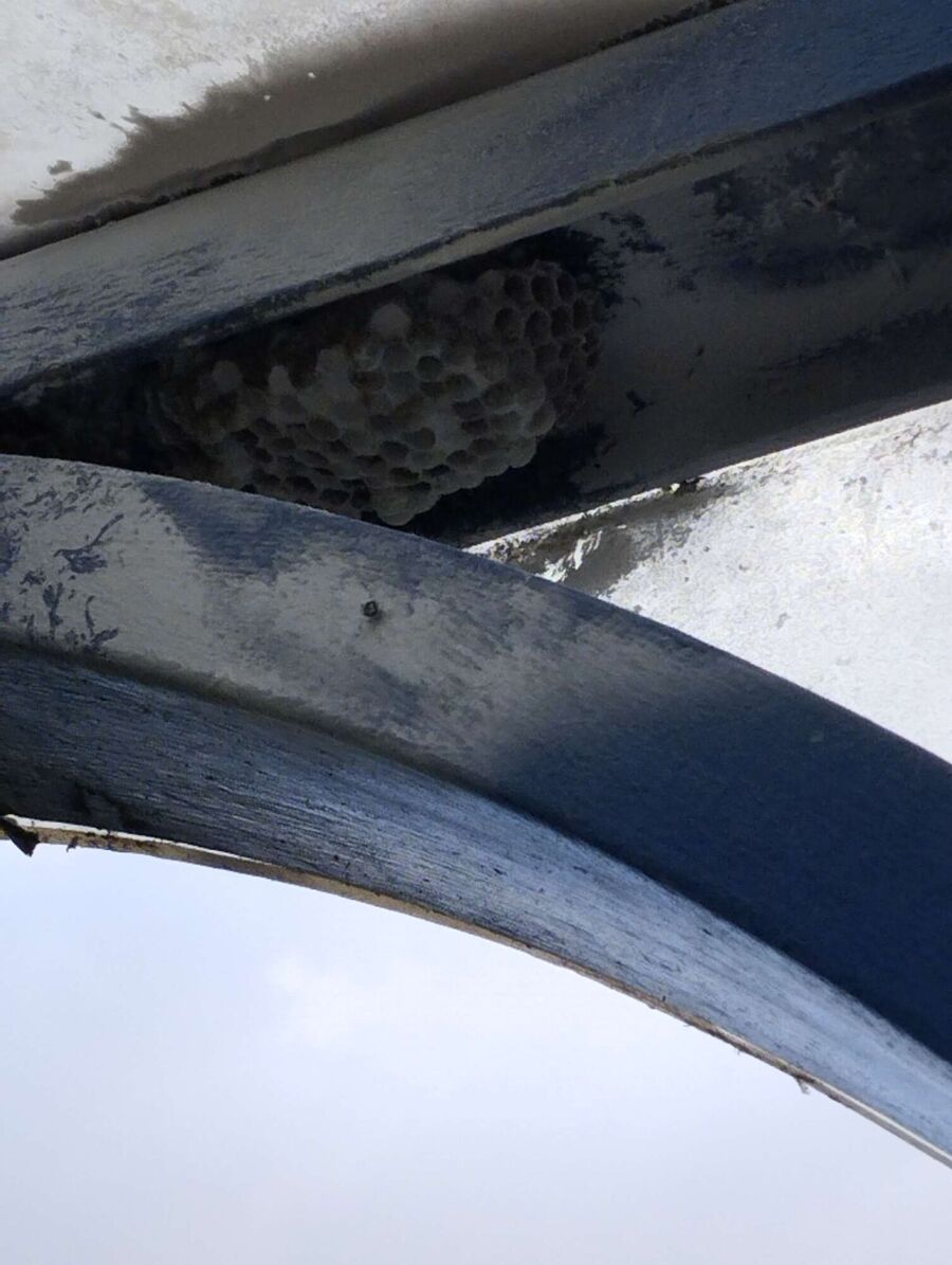 Bee nest at the house remove