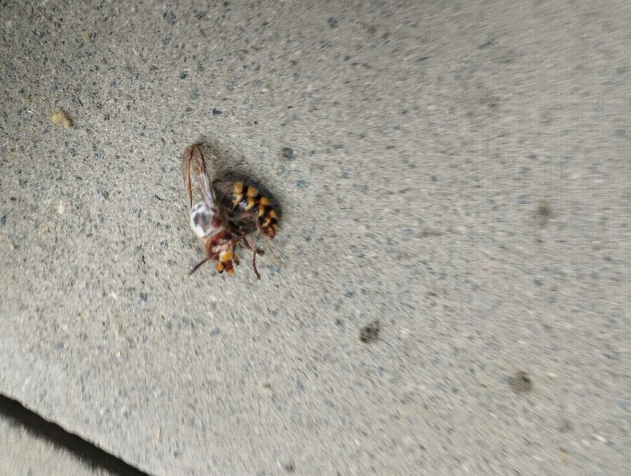 Relocate bees & remove bee nest