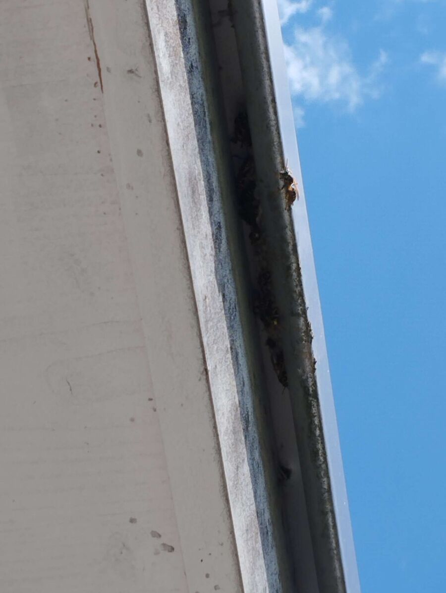 Bee nest at the house remove