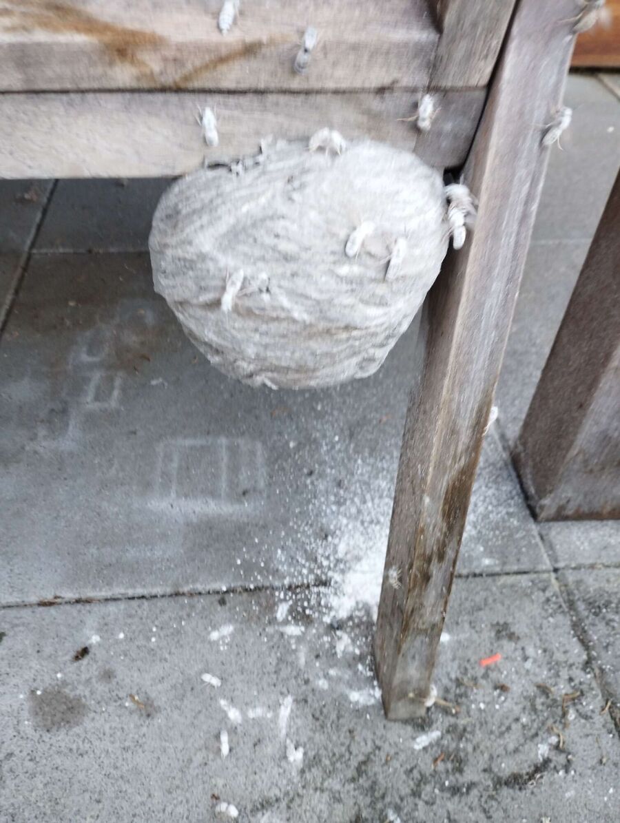 Relocate bees & remove bee nest