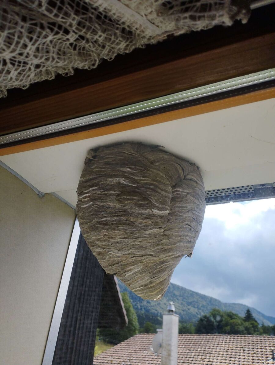 Bee nest at the house remove