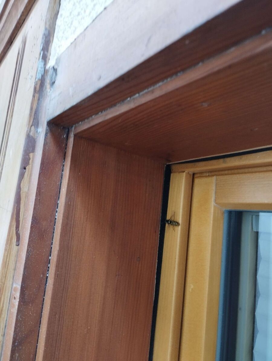 Bee nest at the house remove