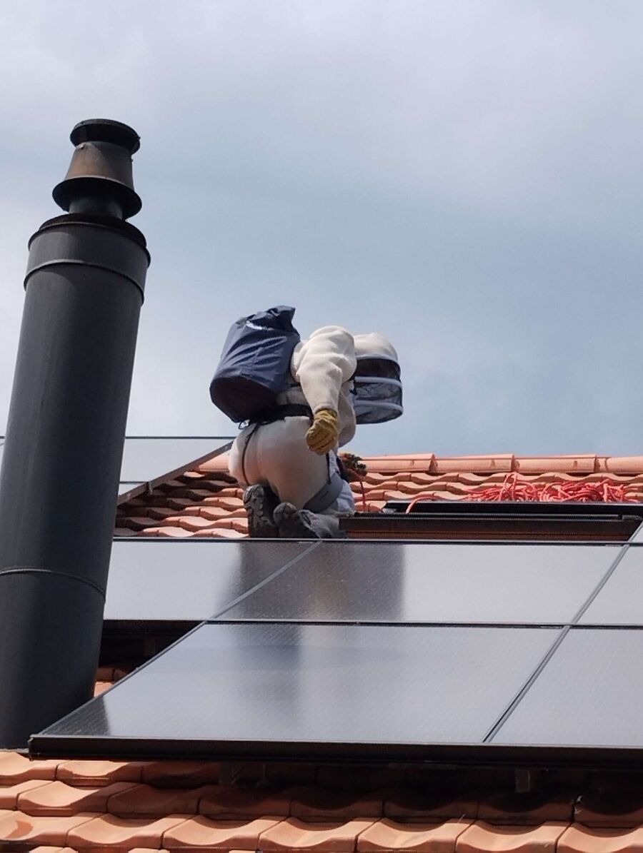 Bee nest at the house remove