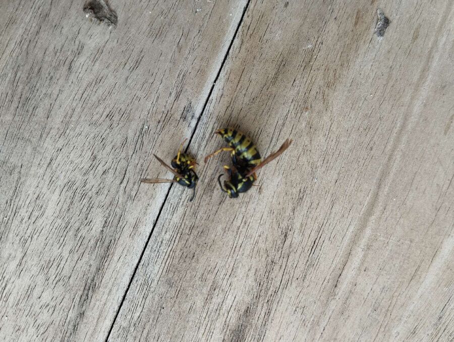 Relocate bees & remove bee nest