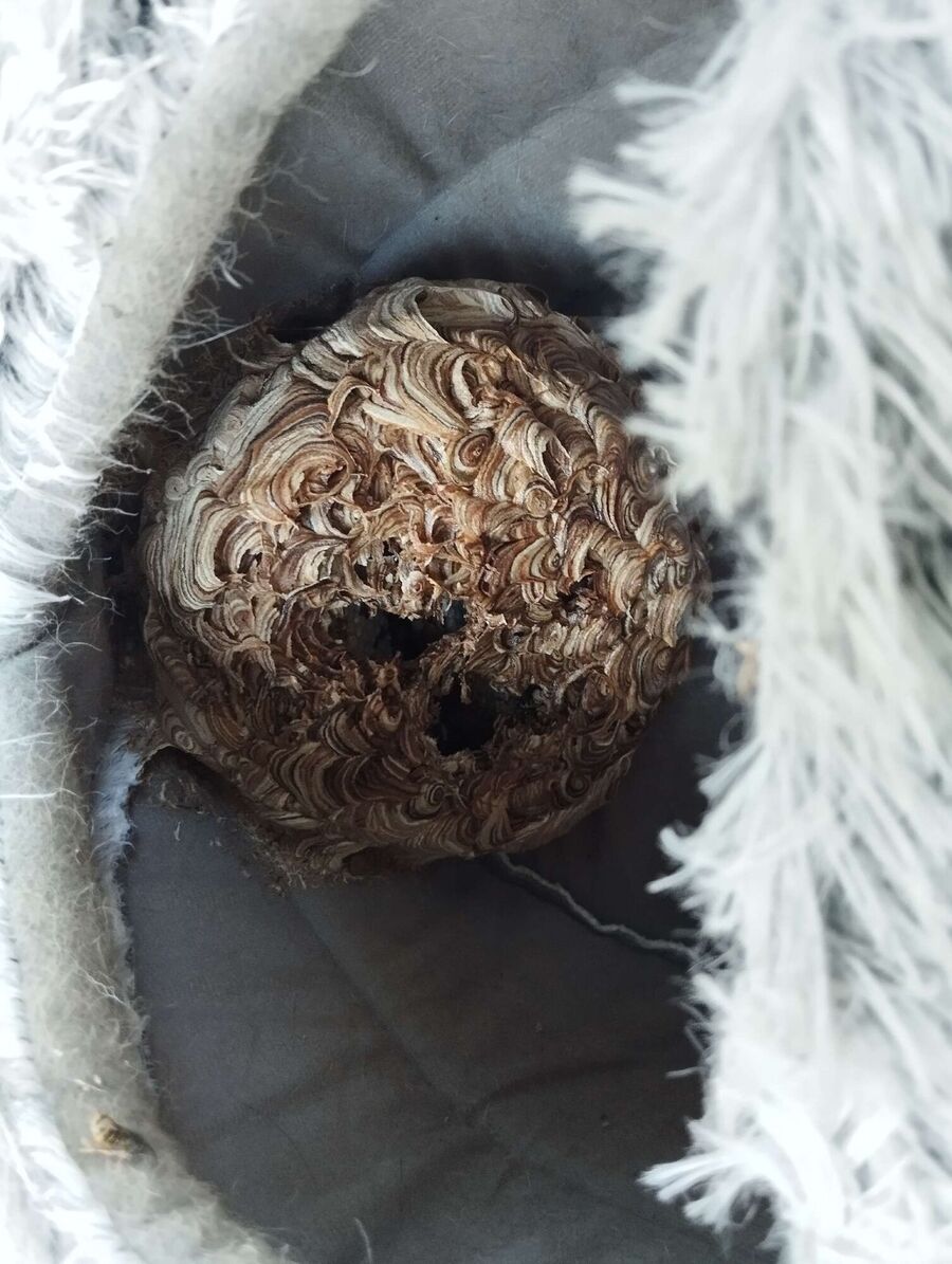 Bee nest at the house remove