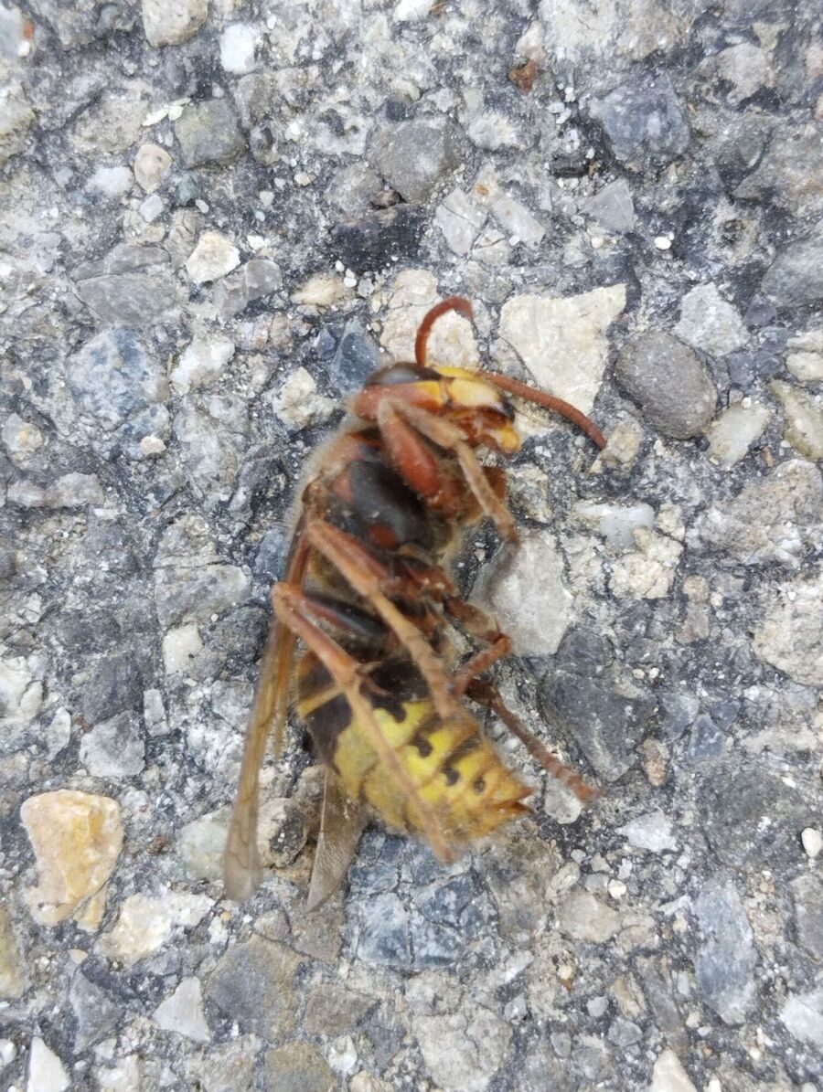 Relocate bees & remove bee nest