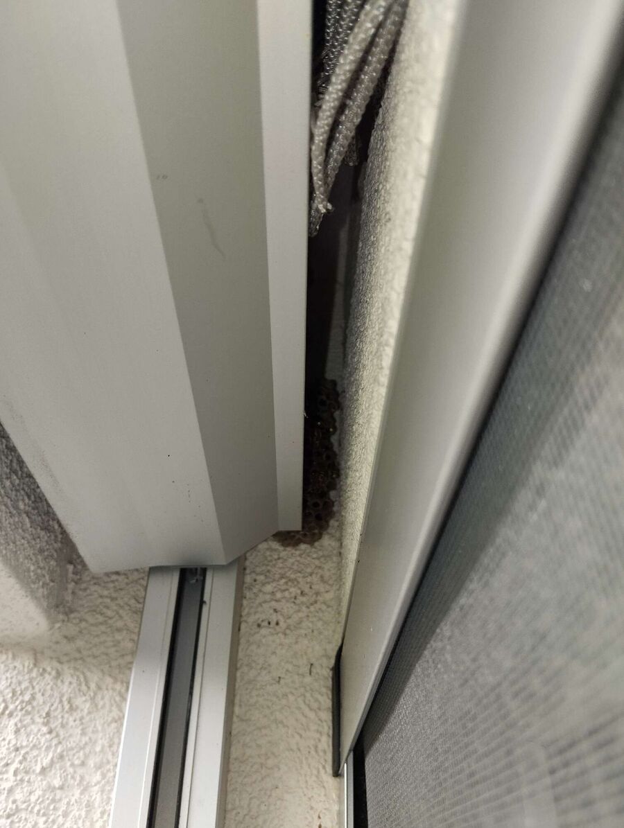 Bee nest at the house remove