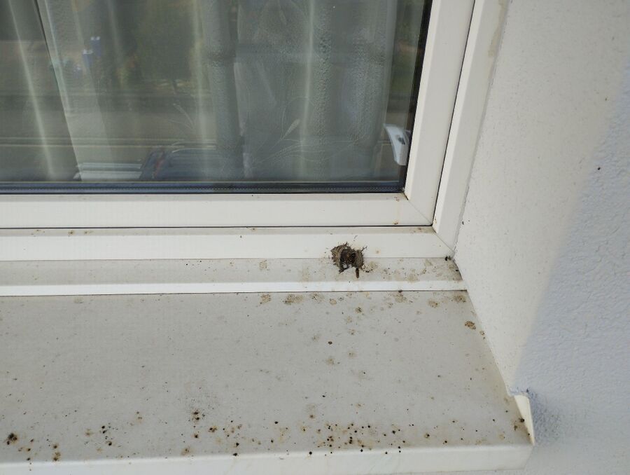 Bee nest at the house remove