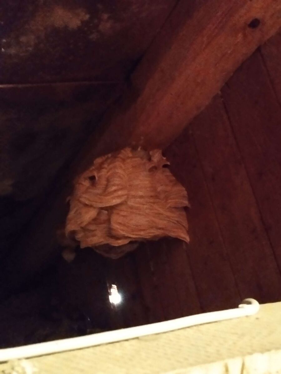 Relocate bees & remove bee nest