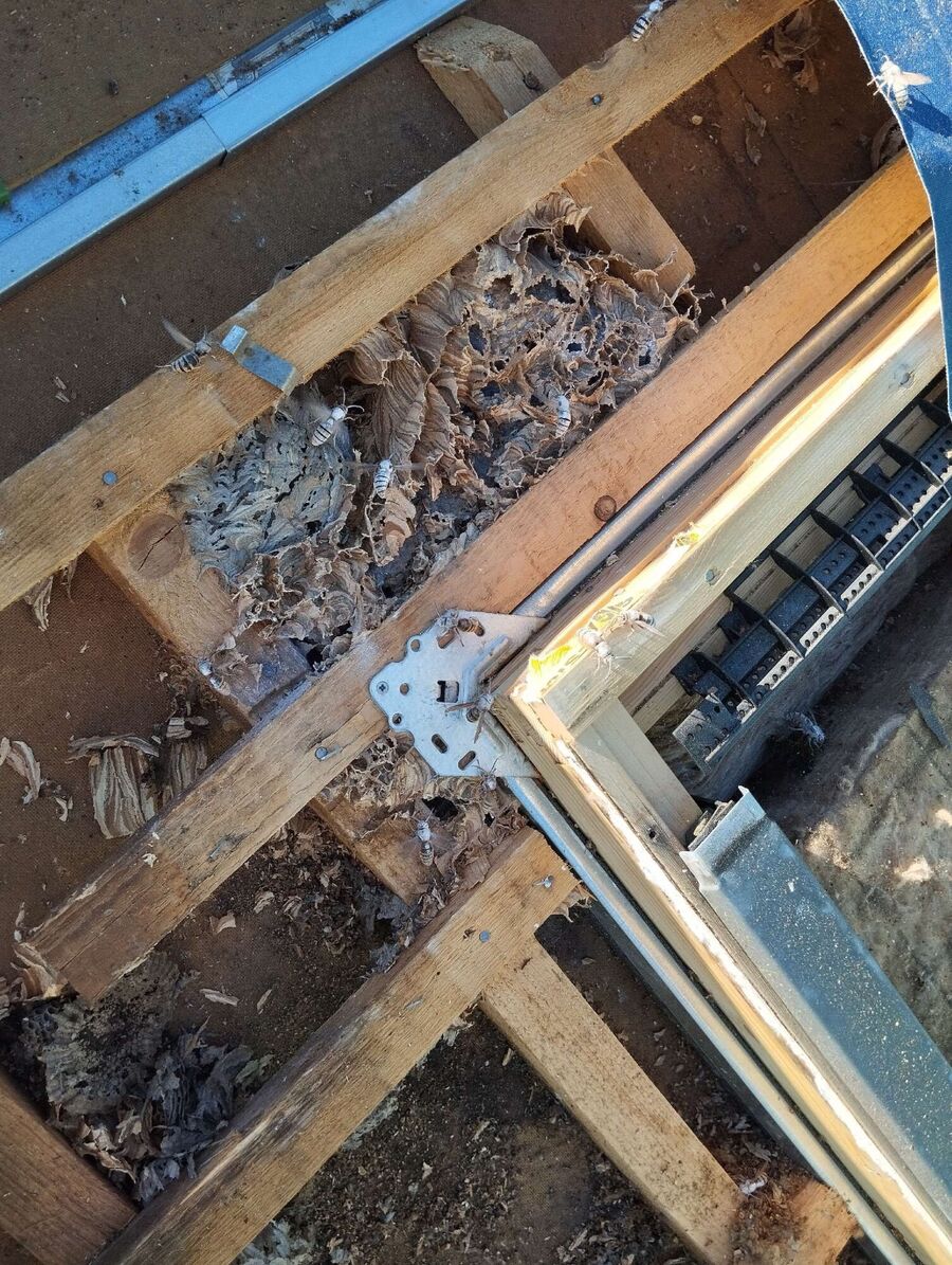 Bee nest at the house remove