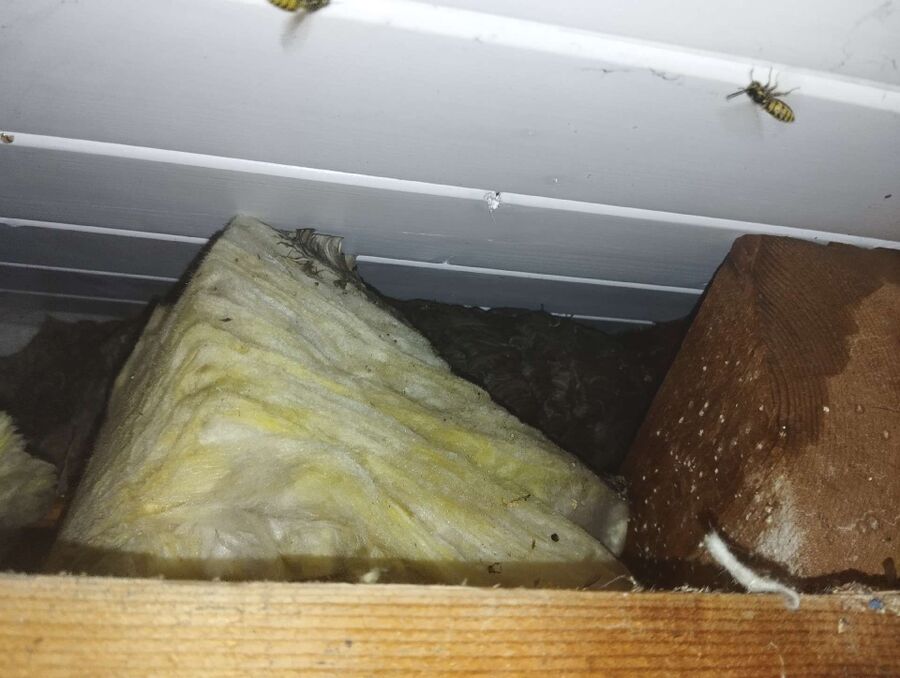 Relocate bees & remove bee nest