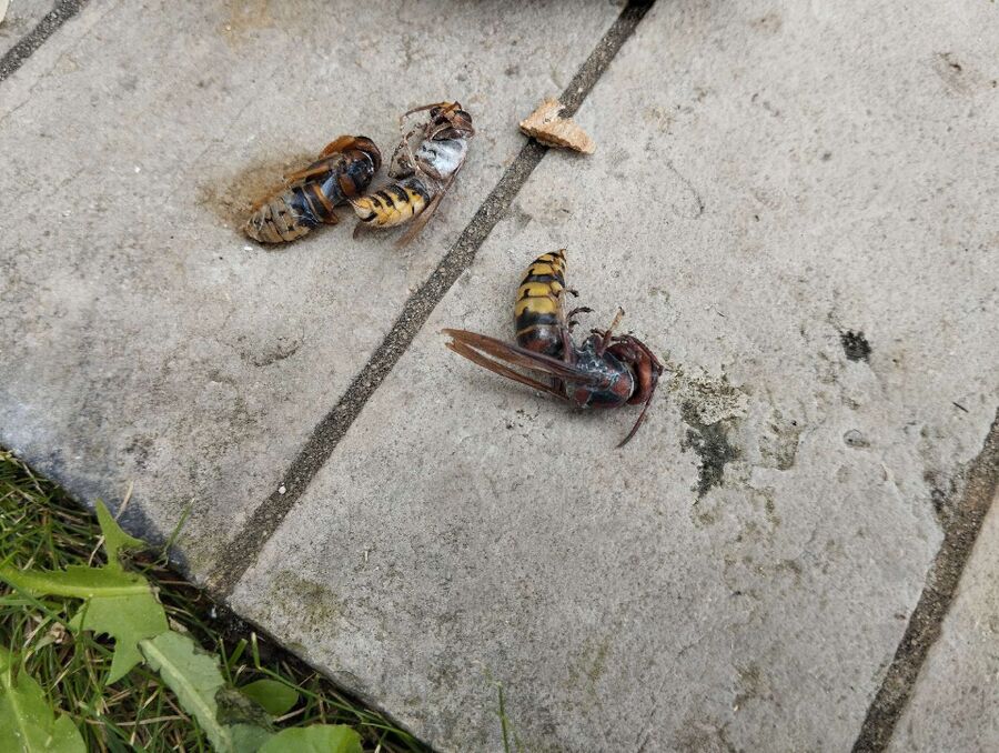 Bee nest at the house remove