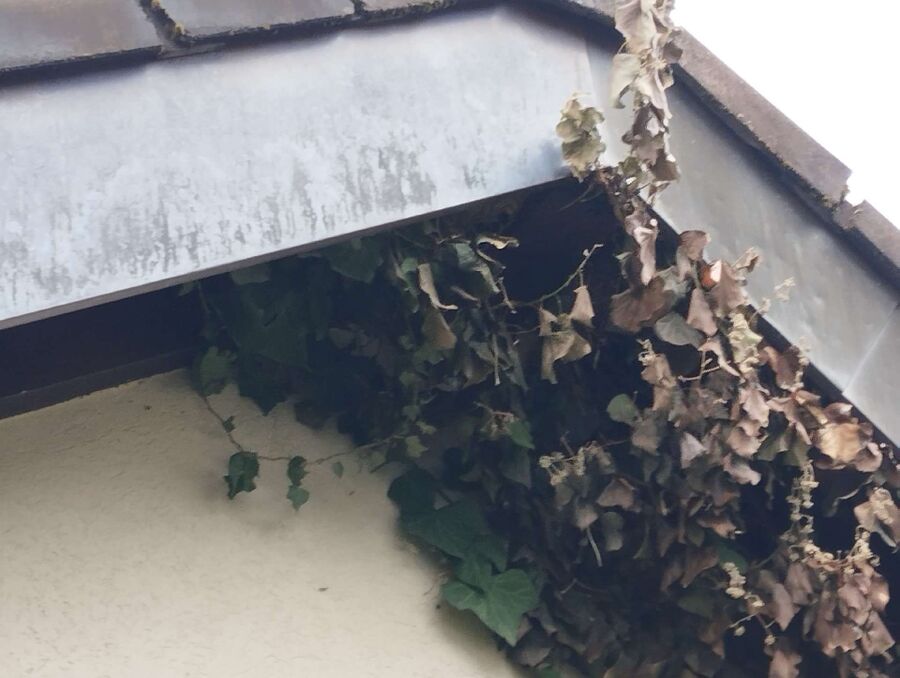 Bee nest at the house remove