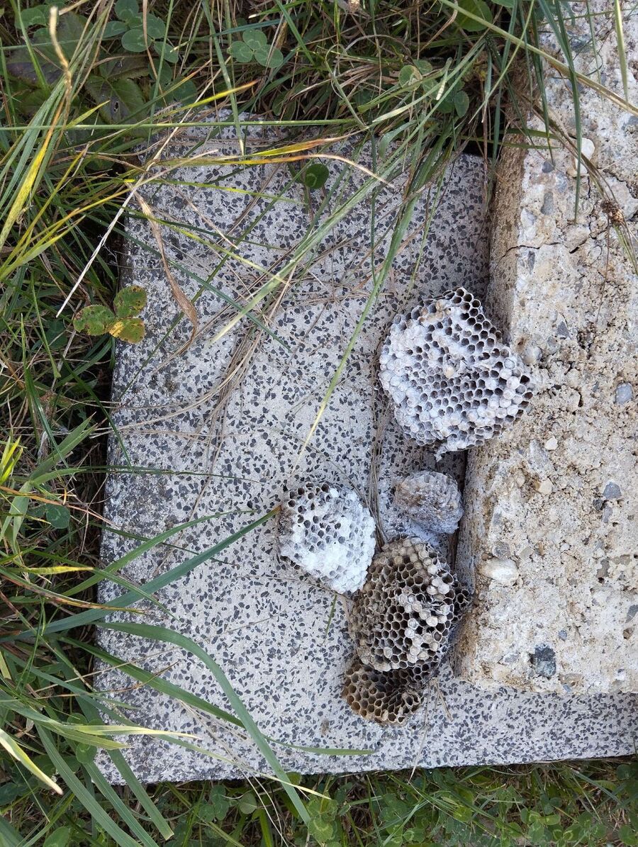 Bee nest at the house remove