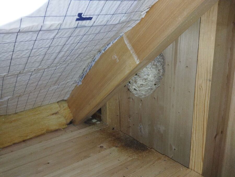 Relocate bees & remove bee nest