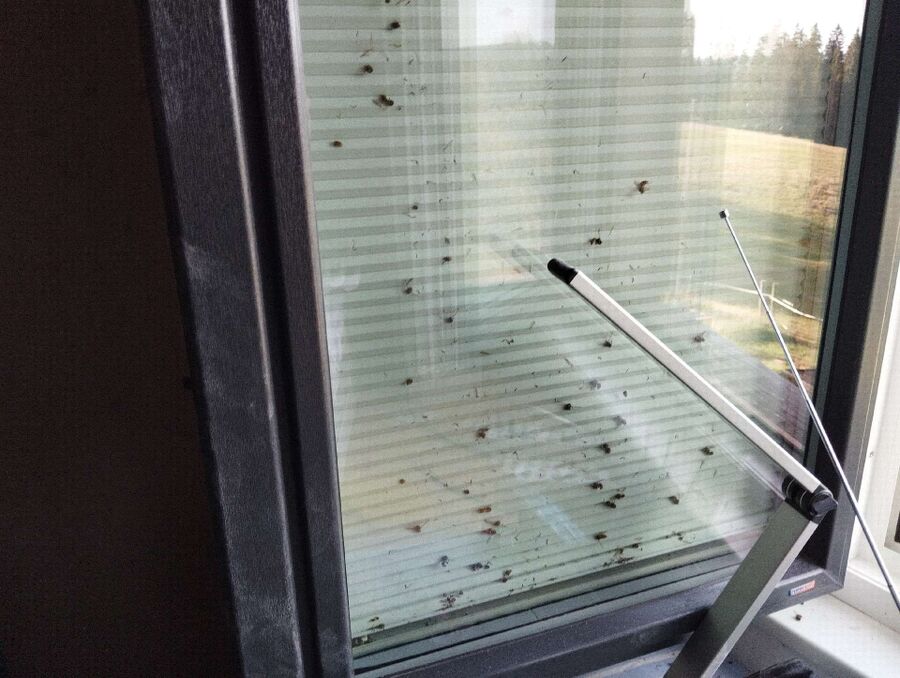 Bee nest at the house remove