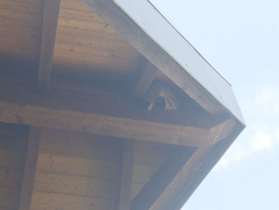 Relocate bees & remove bee nest