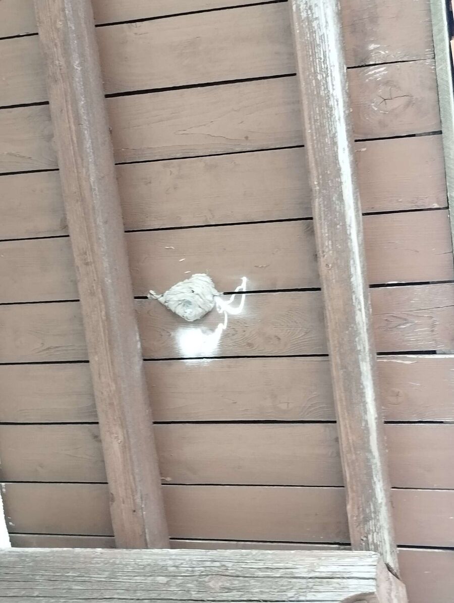 Relocate bees & remove bee nest