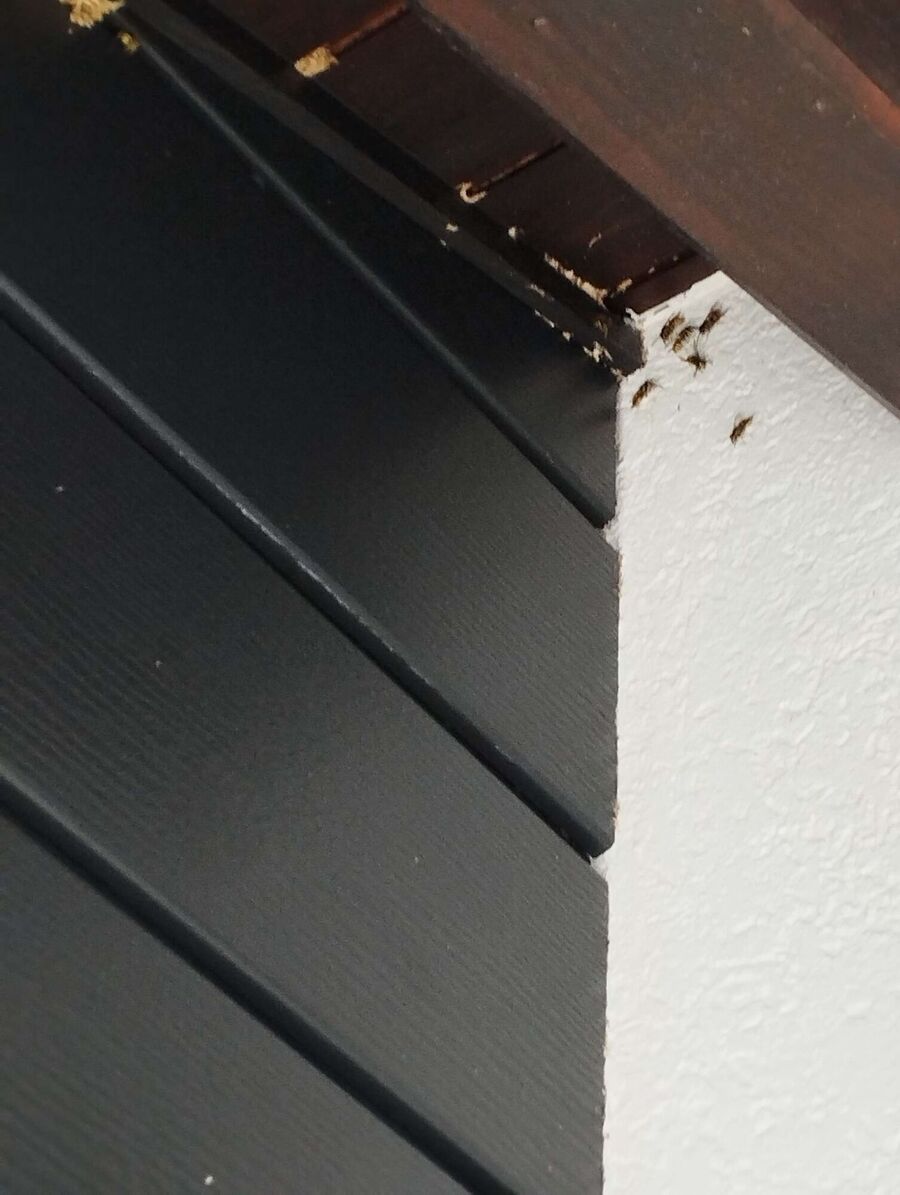 Relocate bees & remove bee nest