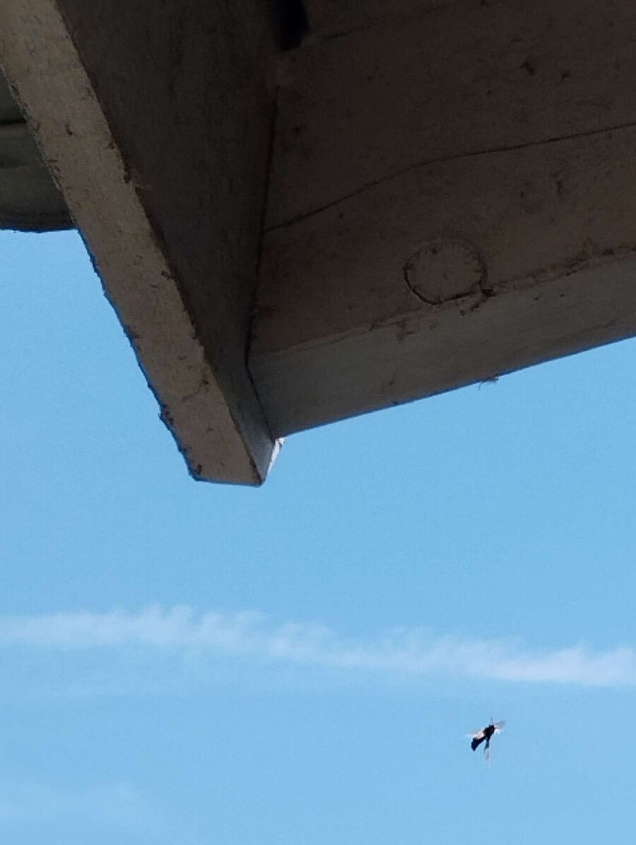 Bee nest at the house remove