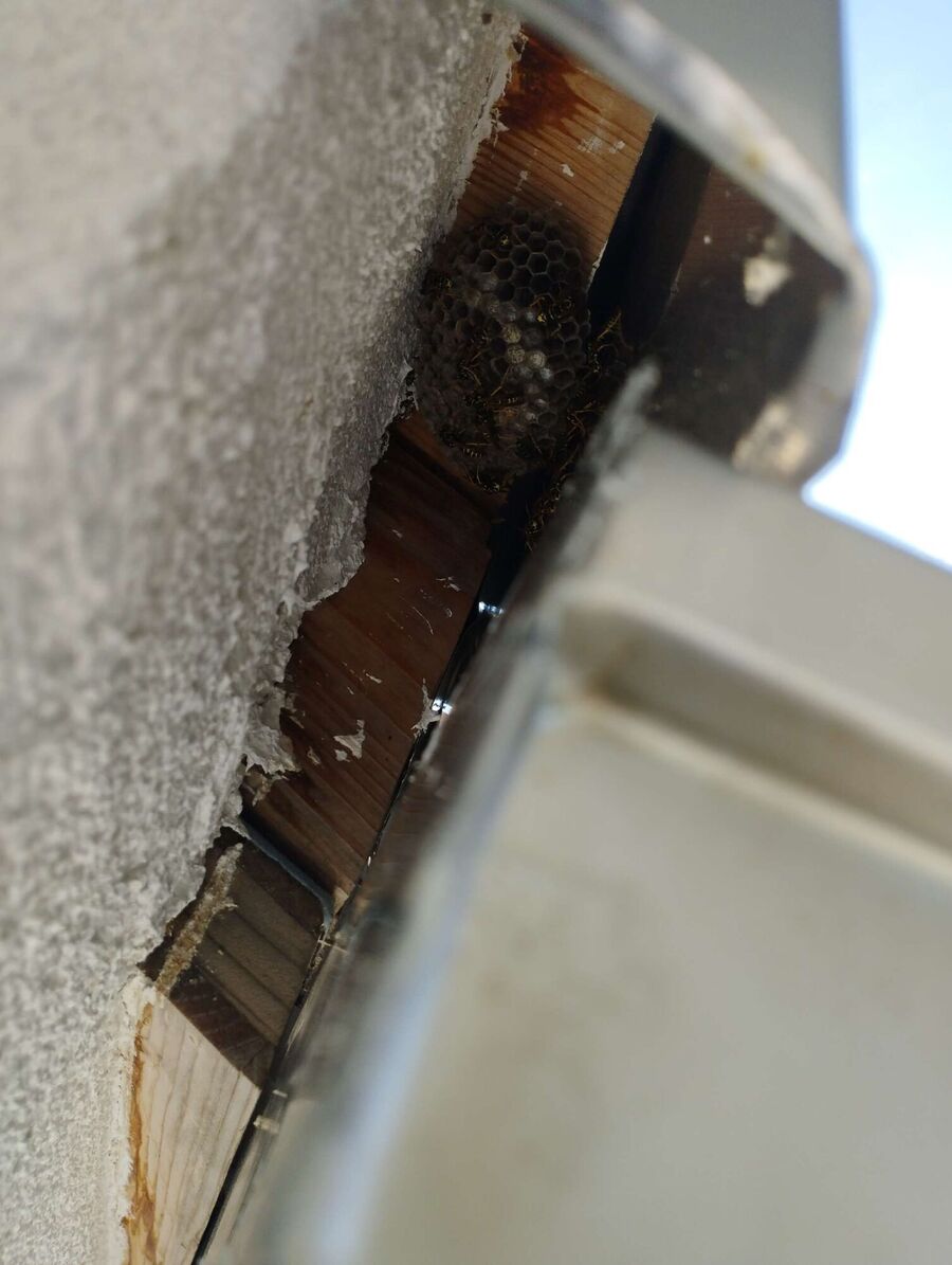 Bee nest at the house remove