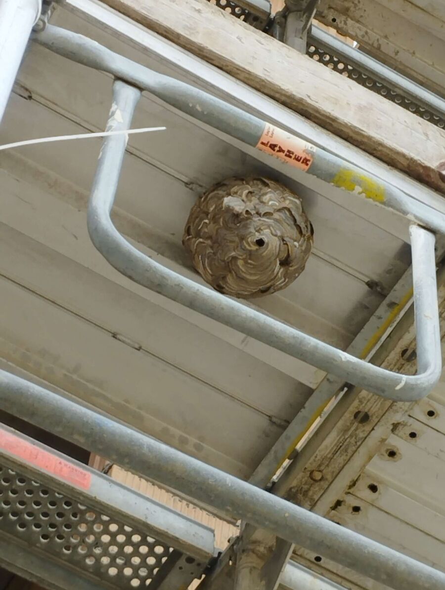 Relocate bees & remove bee nest