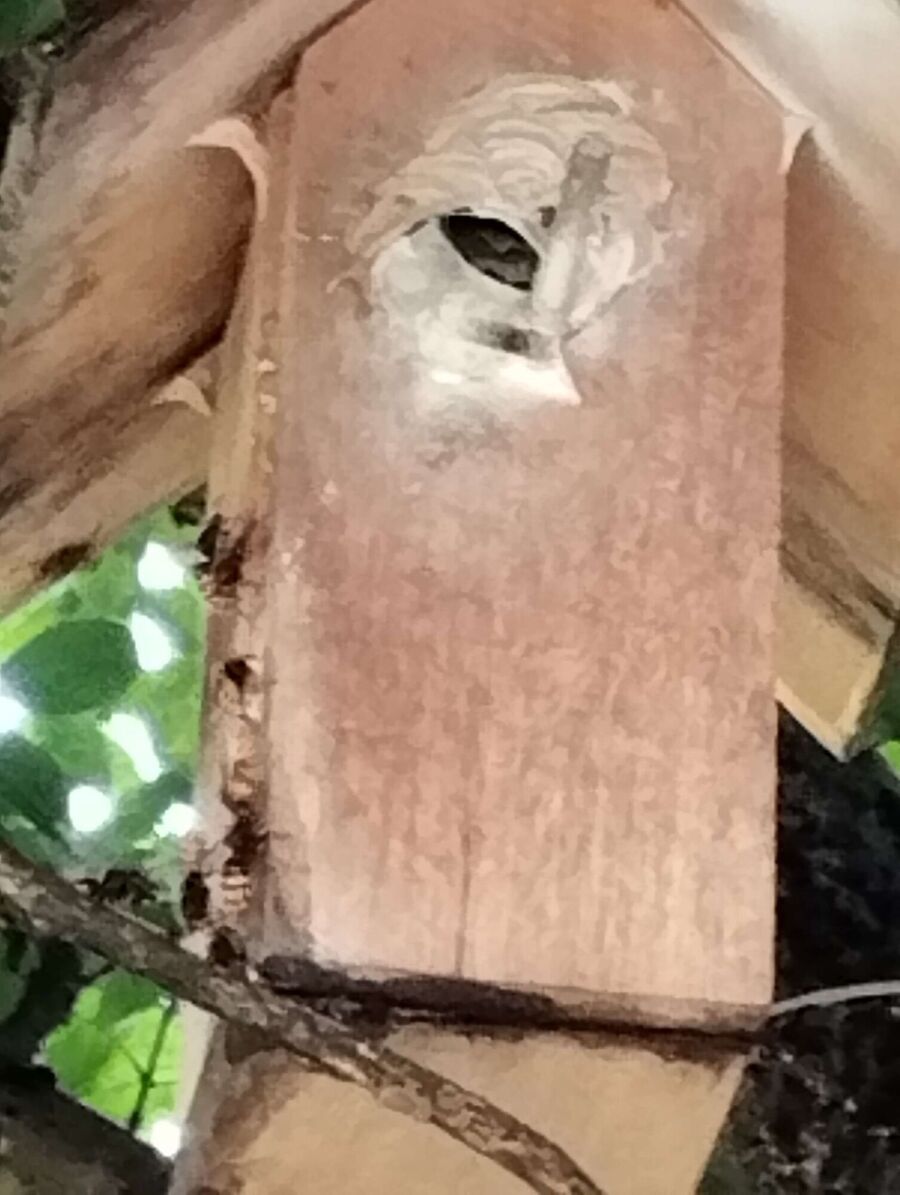 Relocate bees & remove bee nest