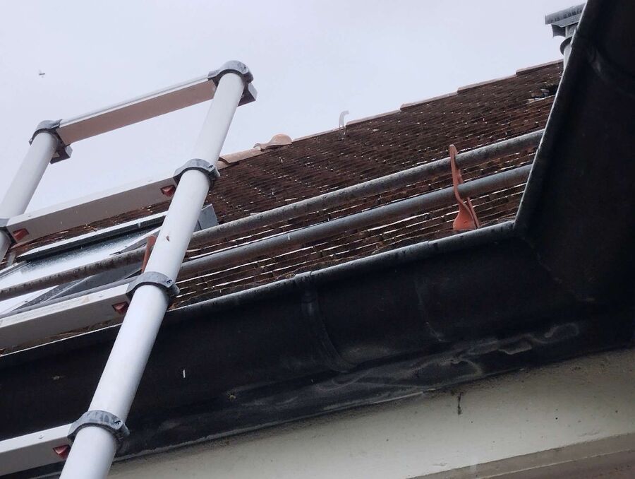 Relocate bees & remove bee nest