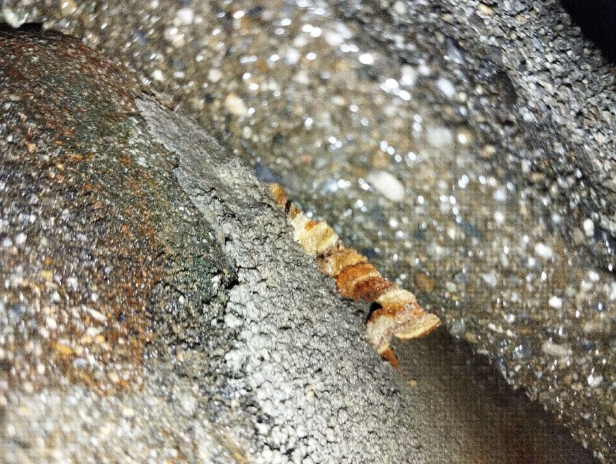 Relocate bees & remove bee nest