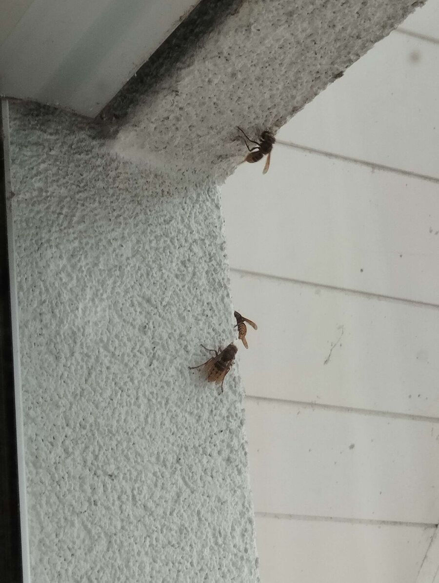 Bee nest at the house remove