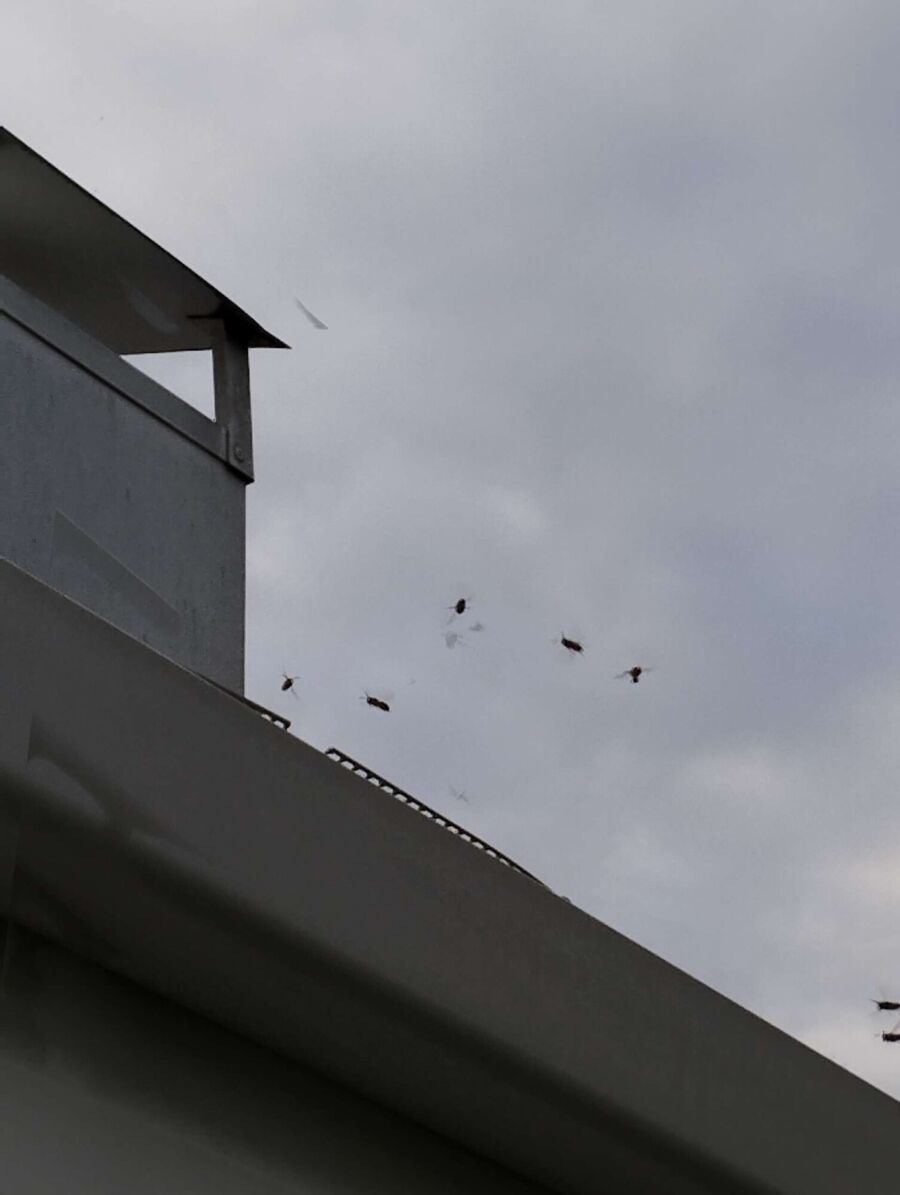 Bee nest at the house remove