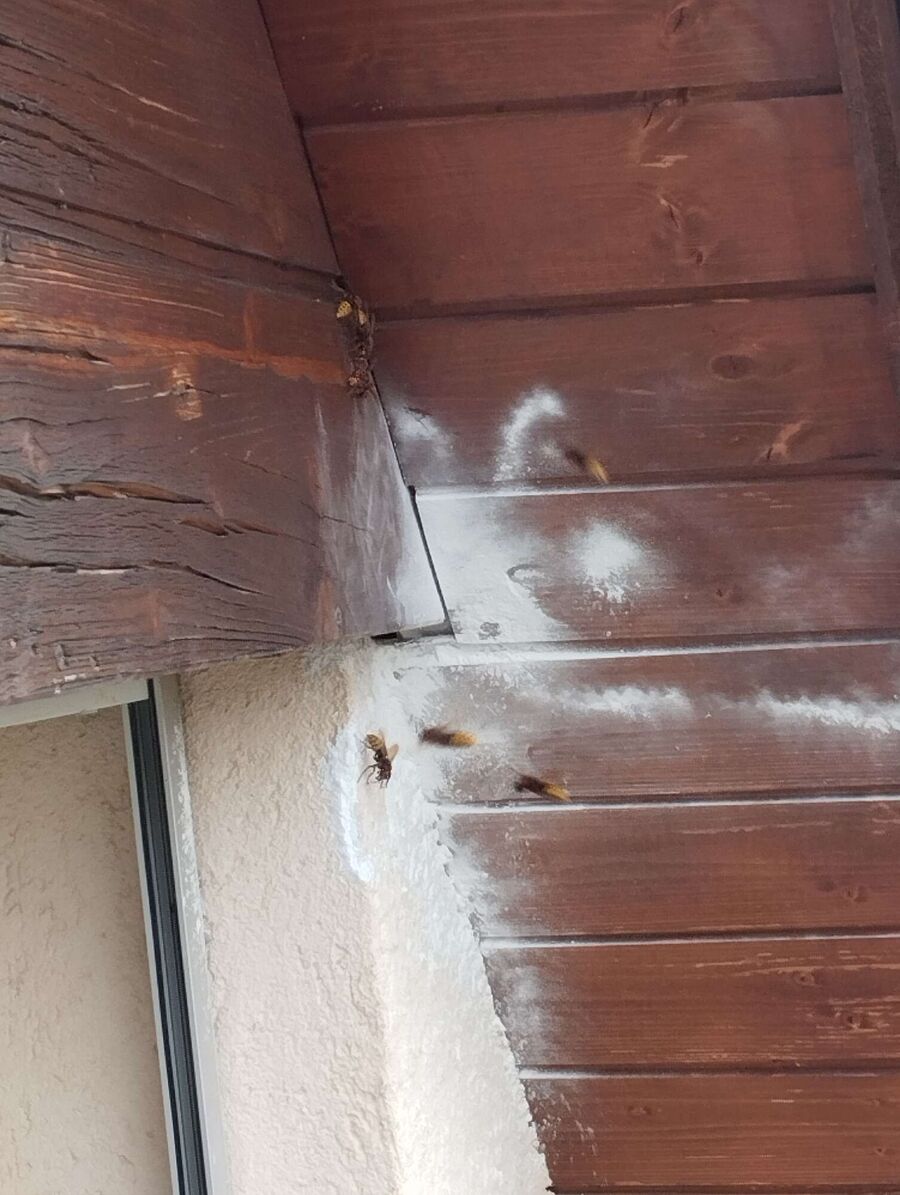 Bee nest at the house remove