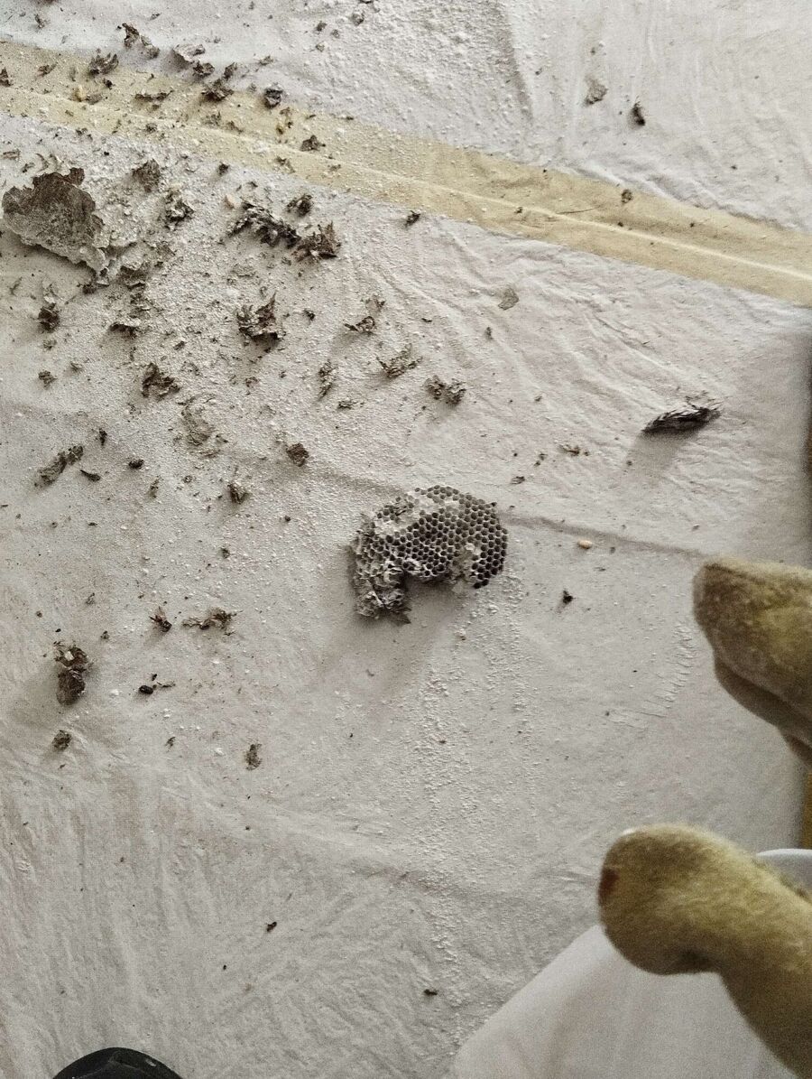 Relocate bees & remove bee nest