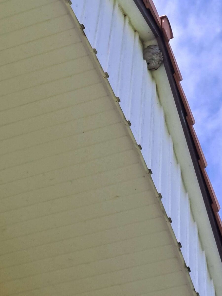 Bee nest at the house remove