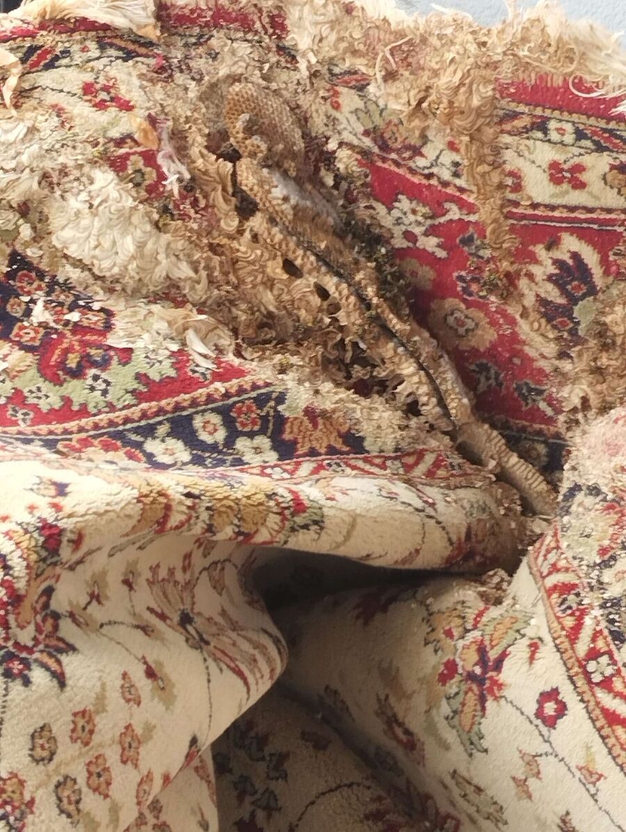 Bee nest at the house remove