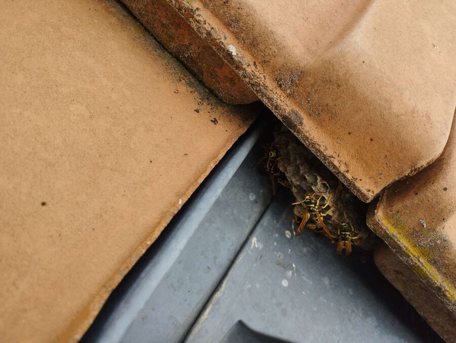 Bee nest at the house remove