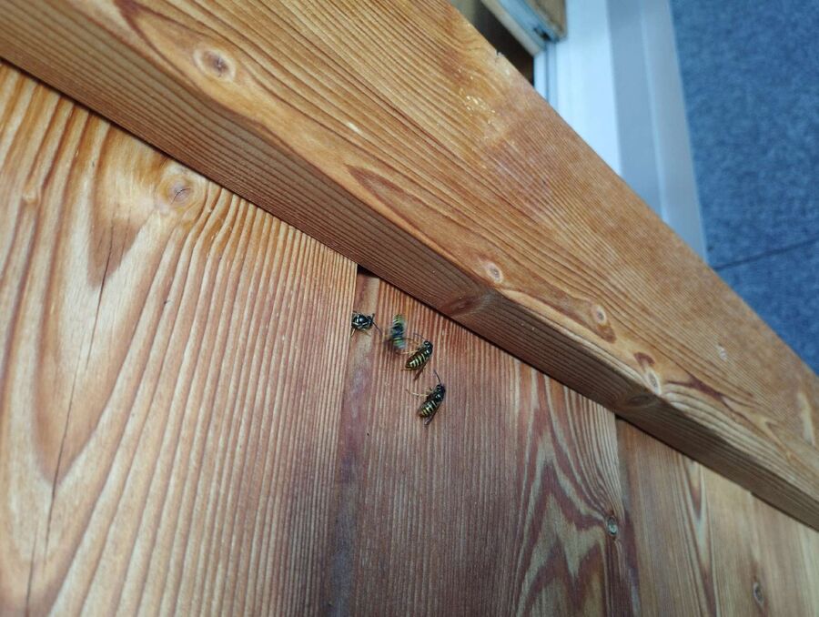 Bee nest at the house remove