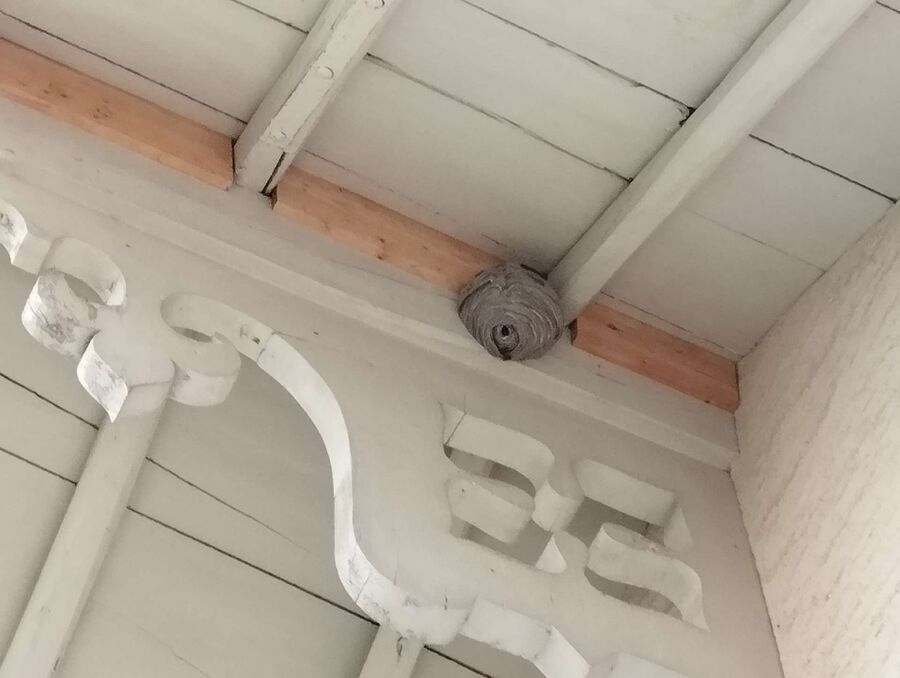 Relocate bees & remove bee nest