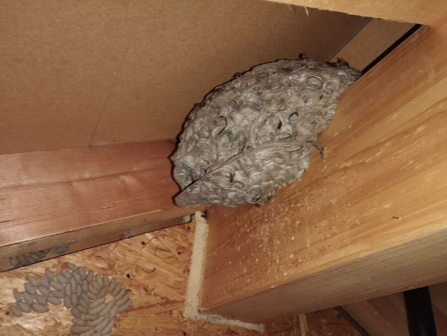 Bee nest at the house remove