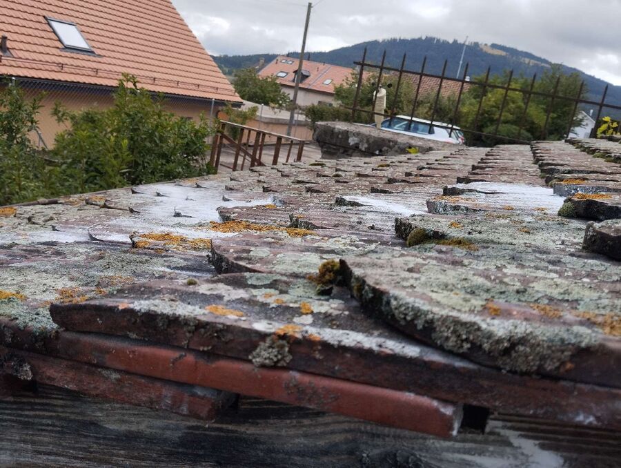 Relocate bees & remove bee nest