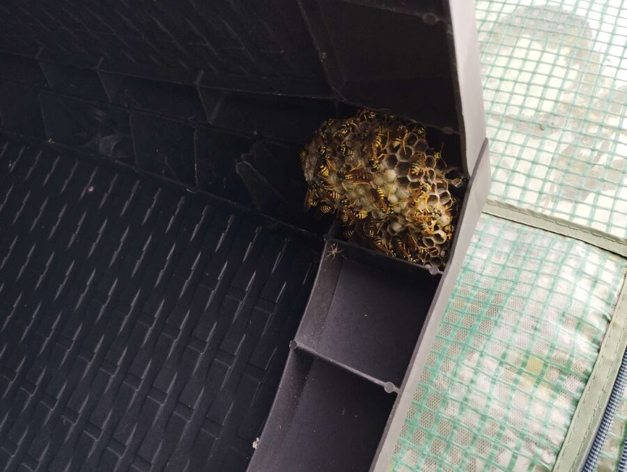 Remove bee nest