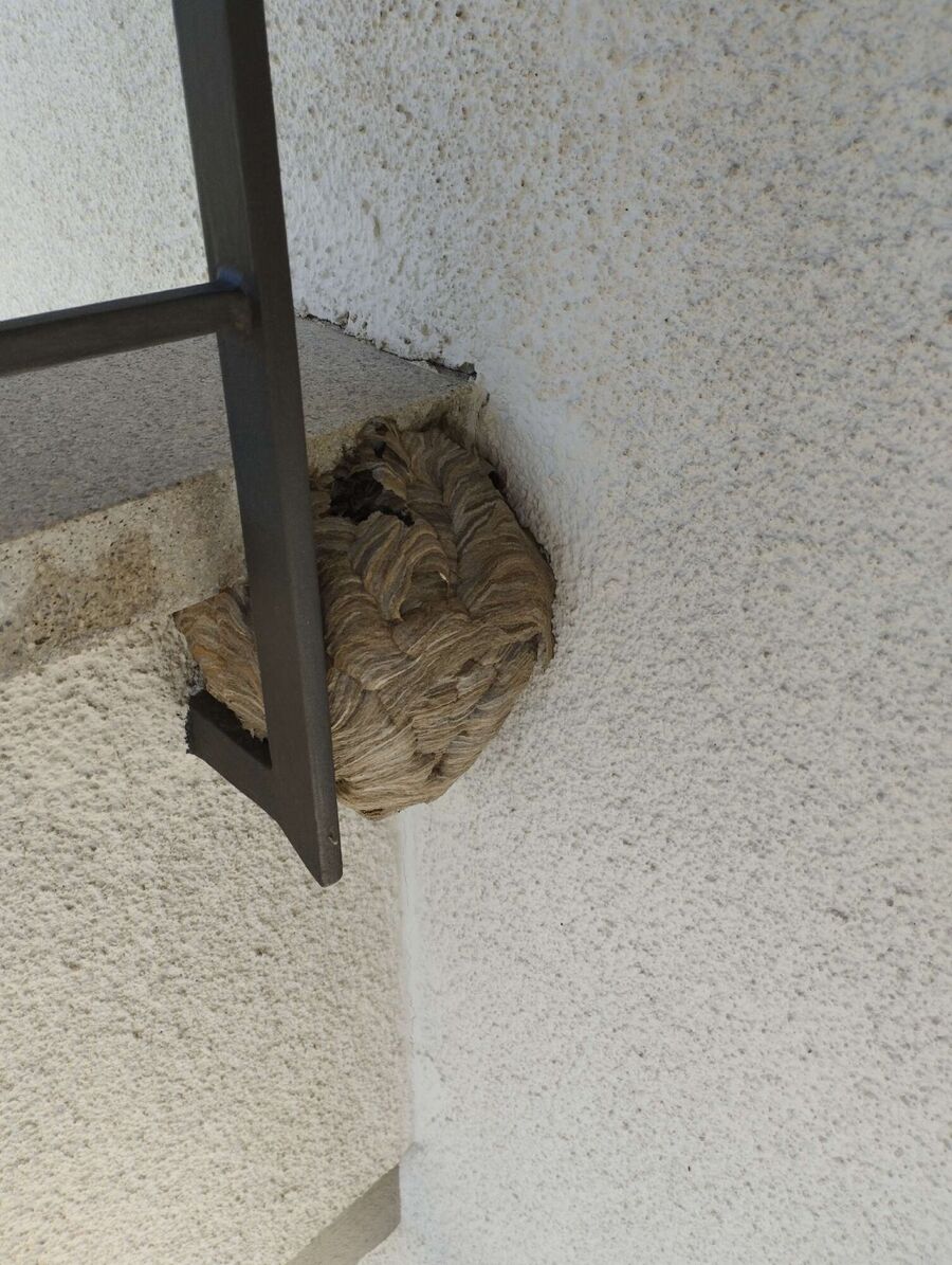 Bee nest at the house remove