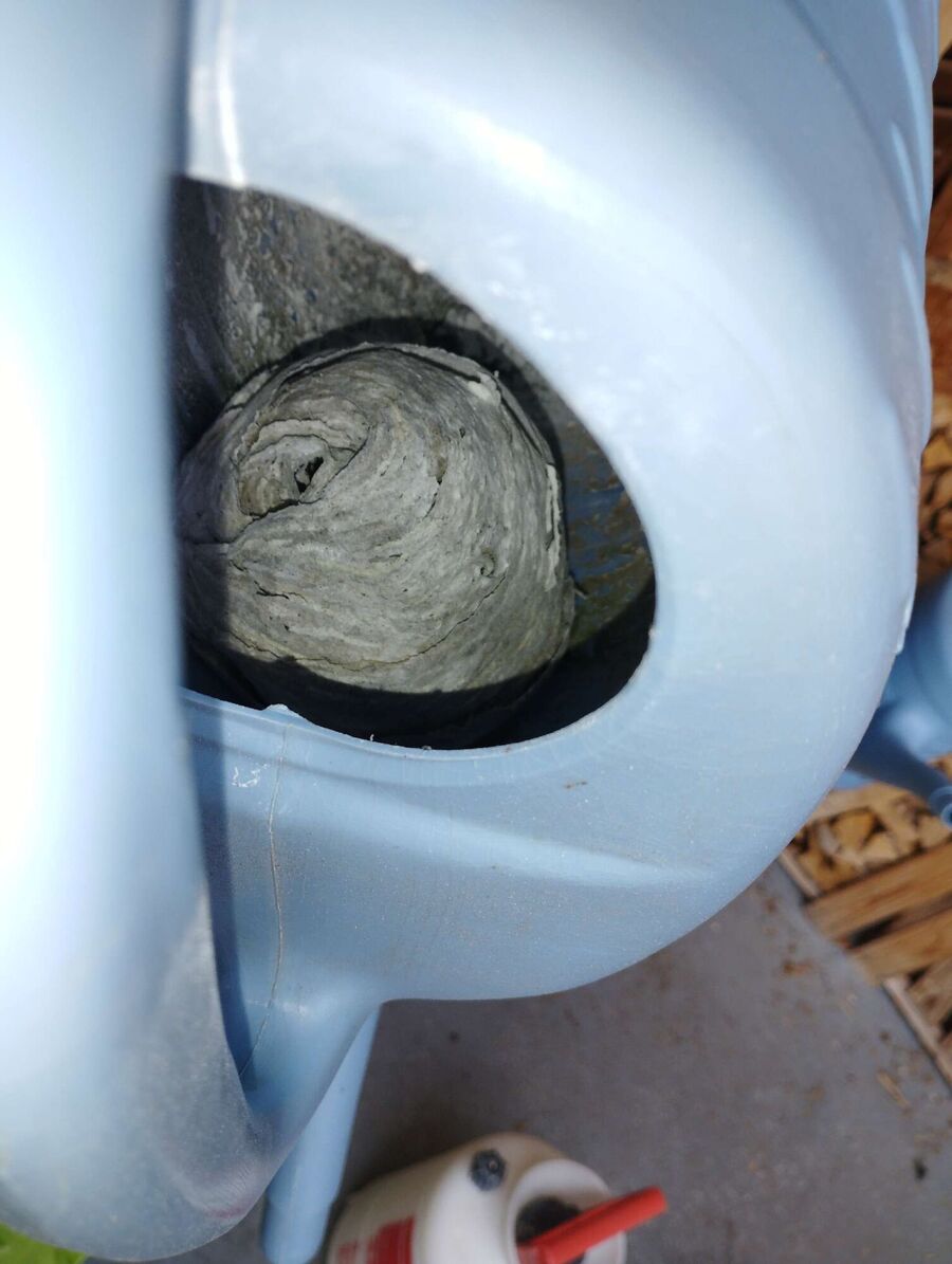 Relocate bees & remove bee nest