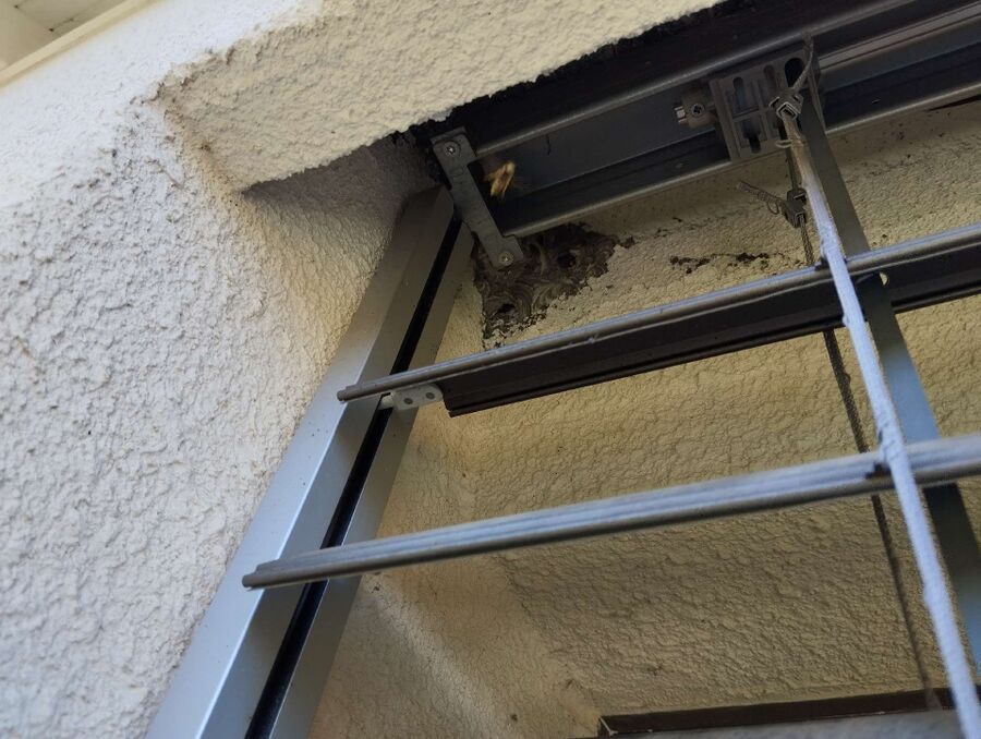 Bee nest at the house remove