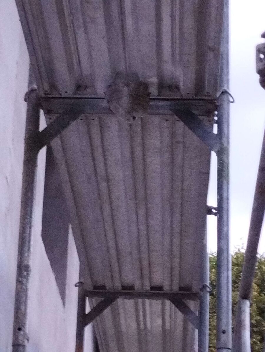 Bee nest at the house remove