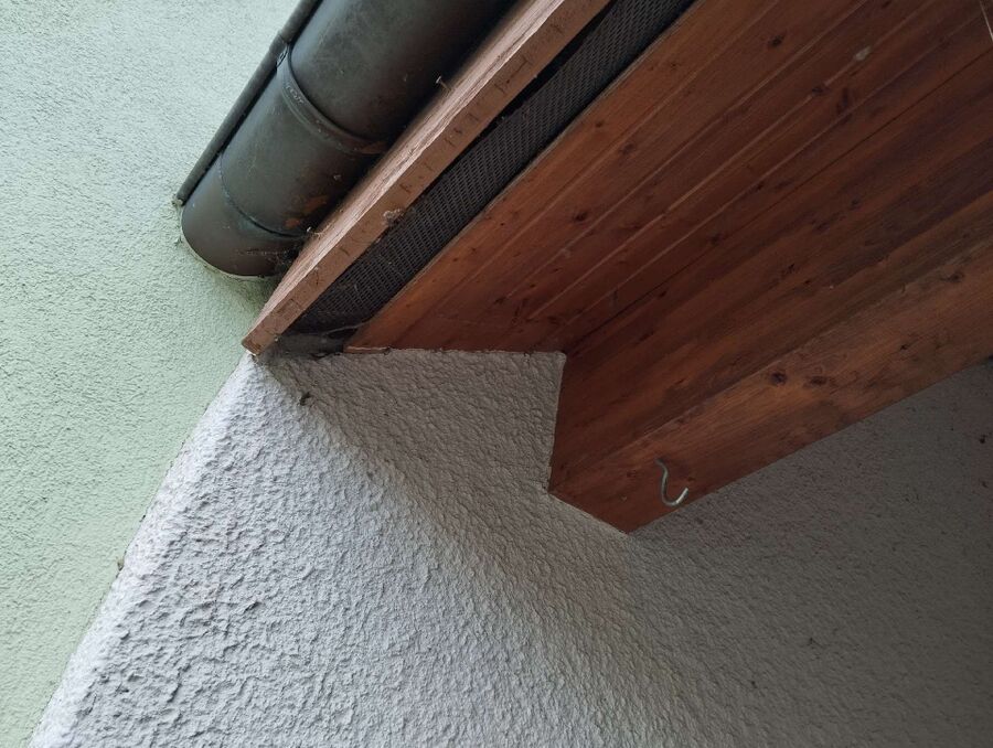 Relocate bees & remove bee nest