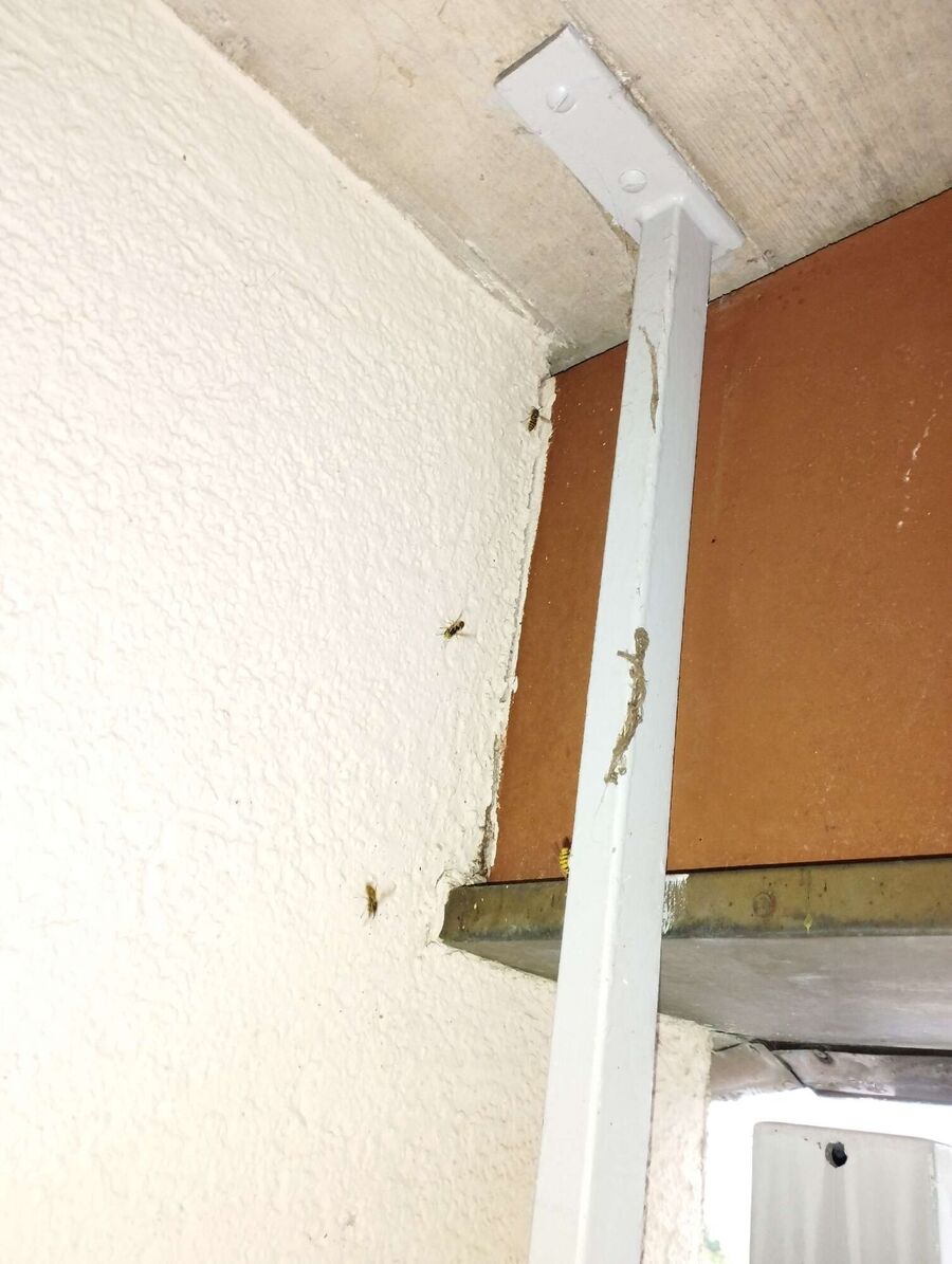 Bee nest at the house remove