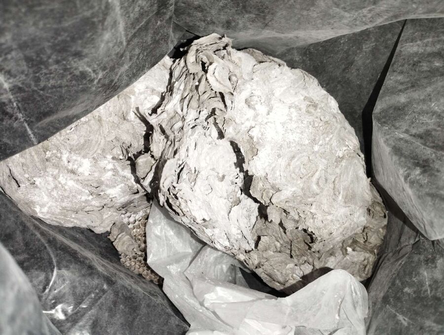 Relocate bees & remove bee nest